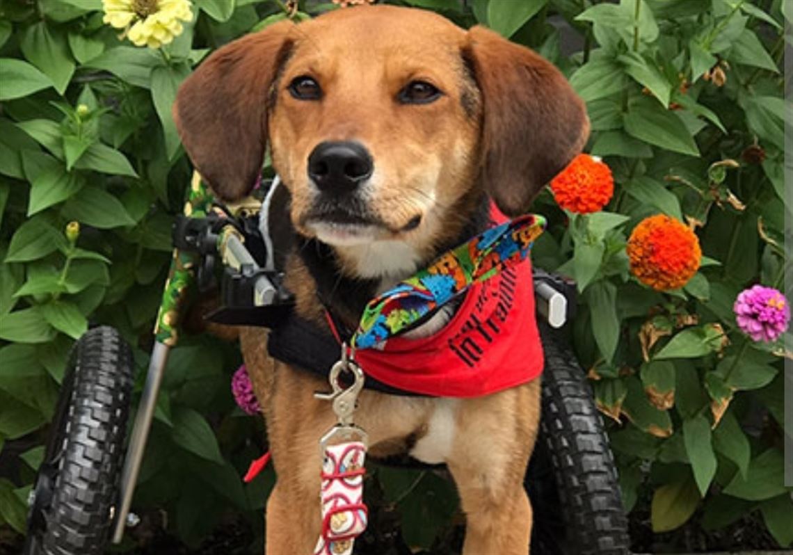 Meet our new friend, Pirates Pup! - Pittsburgh Pirates