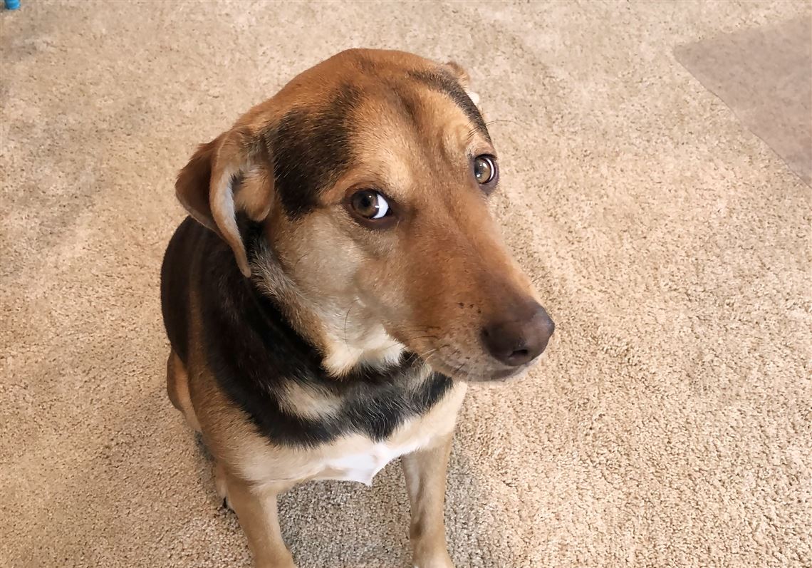 Kava: good dog