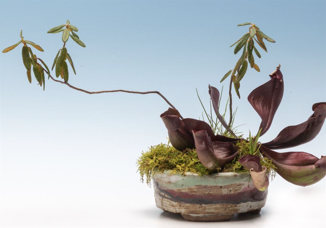 Pittsburgh's bonsai enthusiasts welcome a world-renowned ...