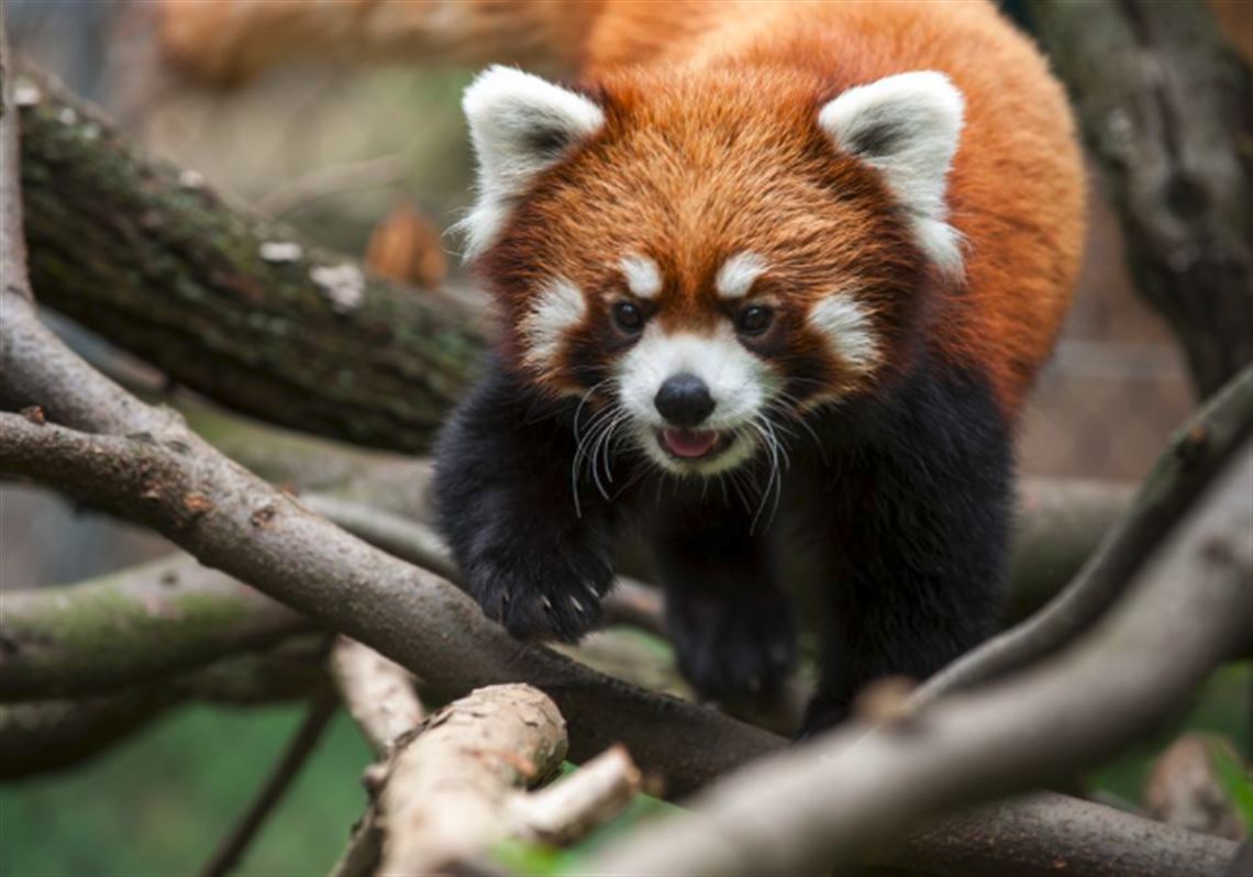 Pittsburgh Zoo’s red panda Kovu has died | Pittsburgh Post-Gazette