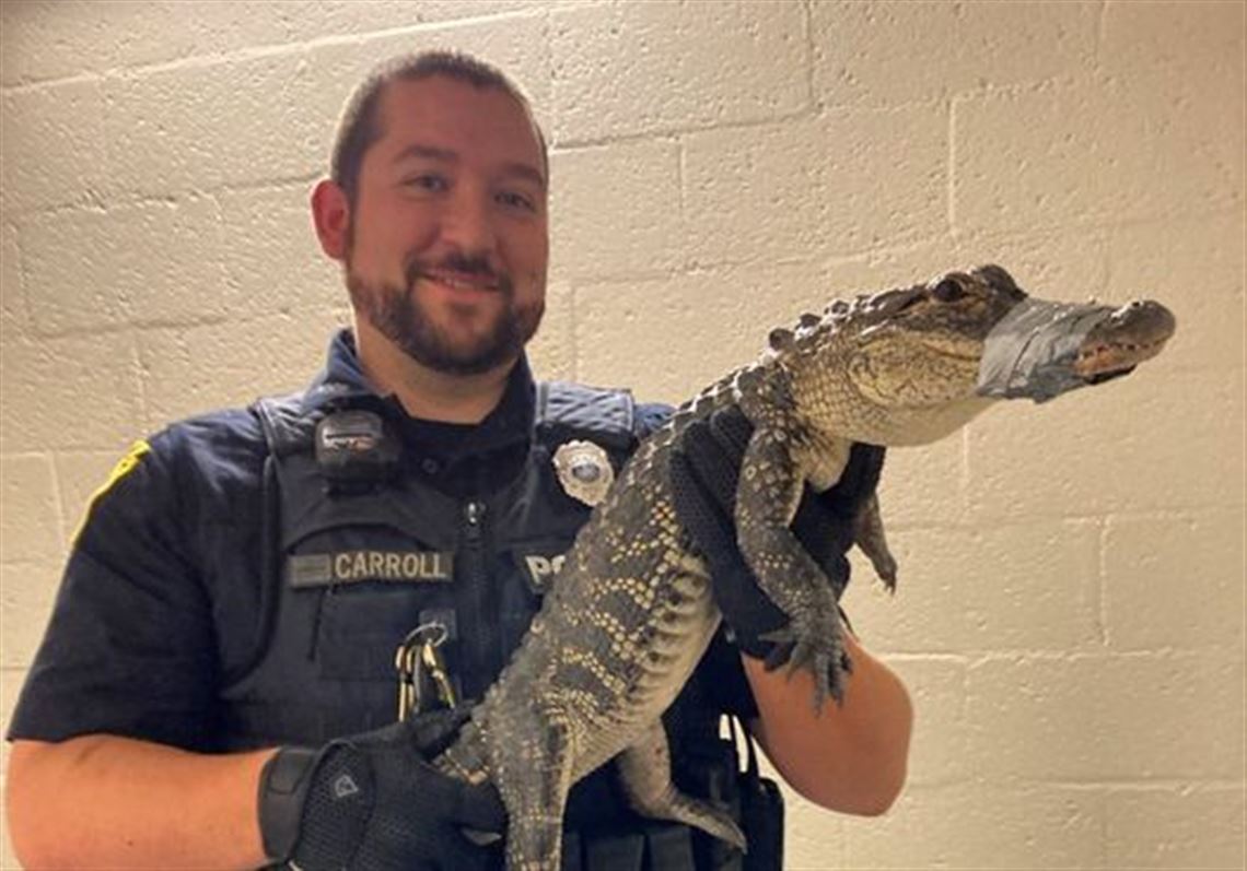 West Mifflin police catch stray alligator | Pittsburgh Post-Gazette