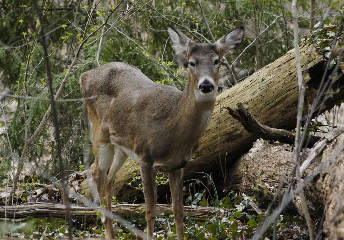 Mt. Lebanon to use sharpshooters to cull deer | Pittsburgh Post-Gazette