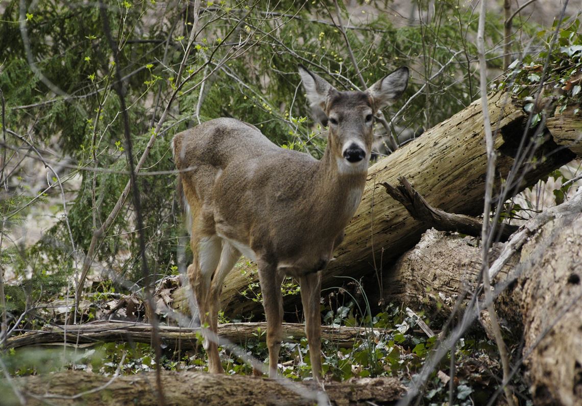 A white-tailed deer hobbles into Bird Park in Mt. Lebanon after being approached by an animal control officer. 