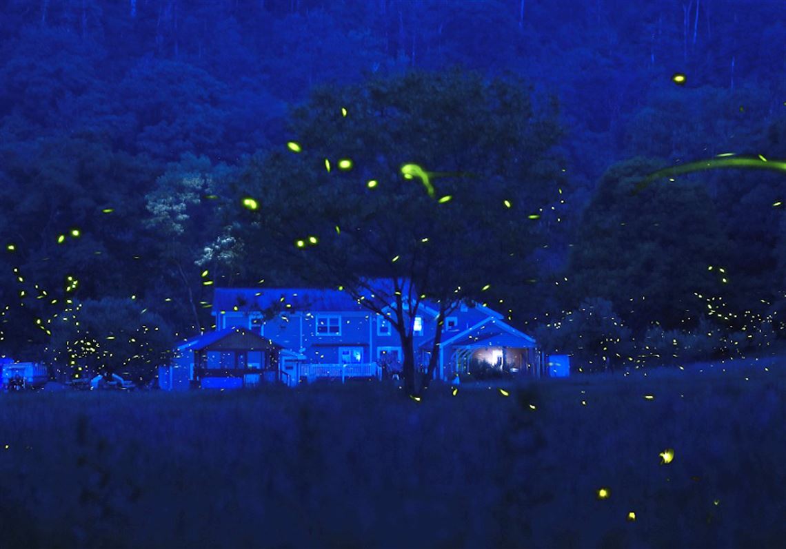 Where to see fireflies in Pittsburgh and how you can help keep their lights  on