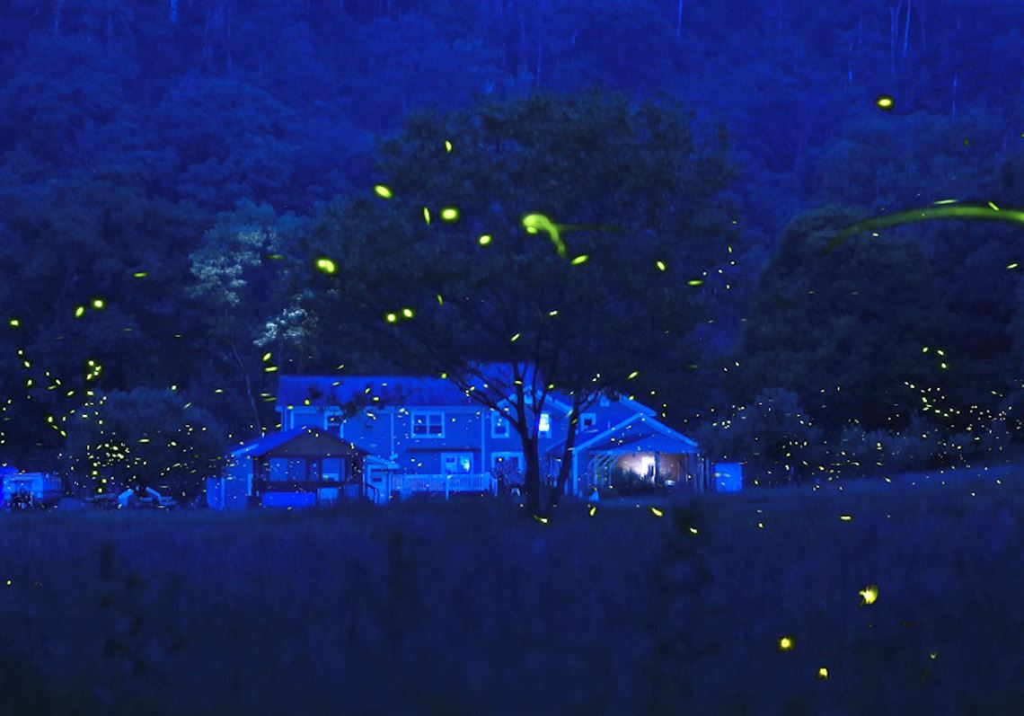 A mystical forest with blue fireflies, glowing flower beds in late