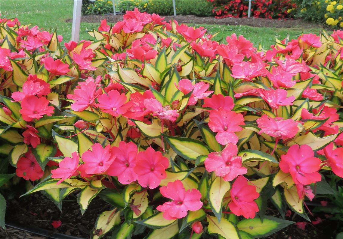 Trialed and tested annuals you'll want to plant next spring