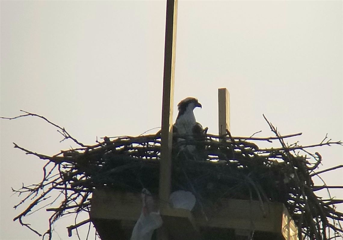 Duquesne Light uses its power for good of ospreys in McKeesport