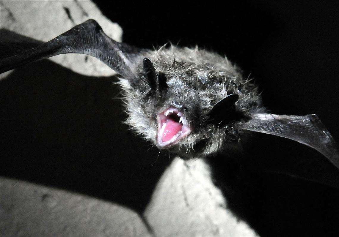 Stopping an extinction of bats Pittsburgh PostGazette