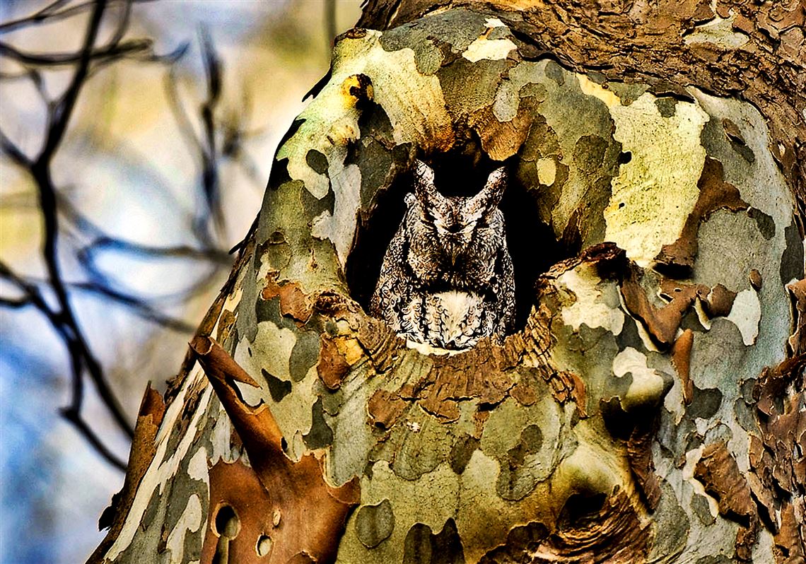 Robert Mulvihill, ornithologist at the National Aviary will lead the Owl Prowl on Jan. 18, where participants hope to see owls like this -- the gray phase eastern screech owl.