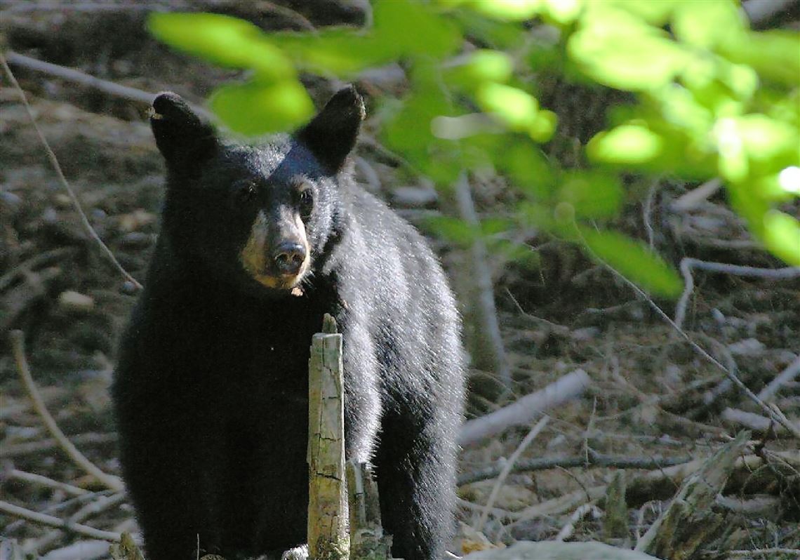 Pennsylvania man bitten on the head by bear during attack in his garage ...