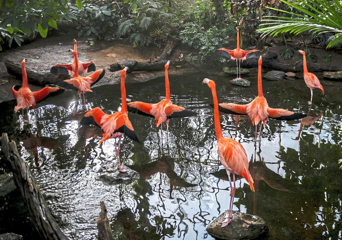 Watch Flamingos Dance And Go To Events That Help Animals And