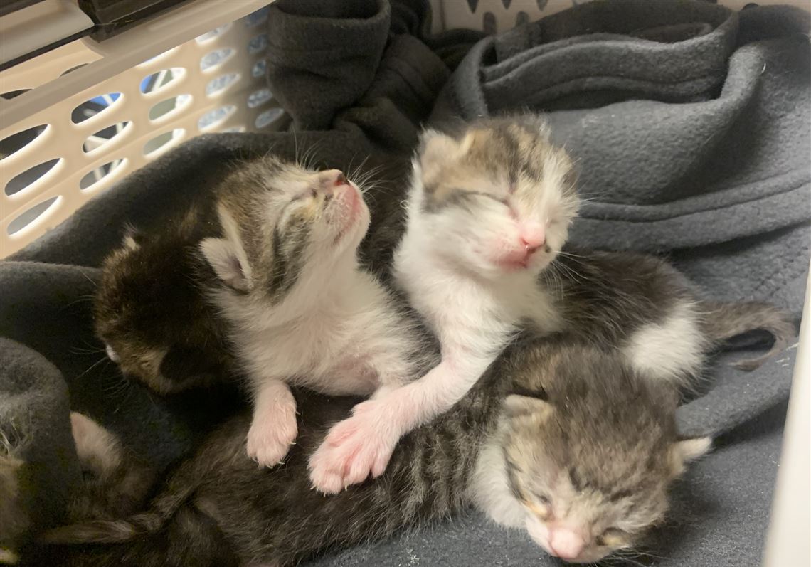 Pet Tales Abandoned kittens, pet expo and K9 officers on TV