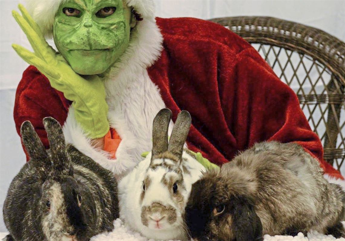 Pet Events Bunnies And The Grinch Dog Show On Tv On Thanksgiving Pittsburgh Post Gazette