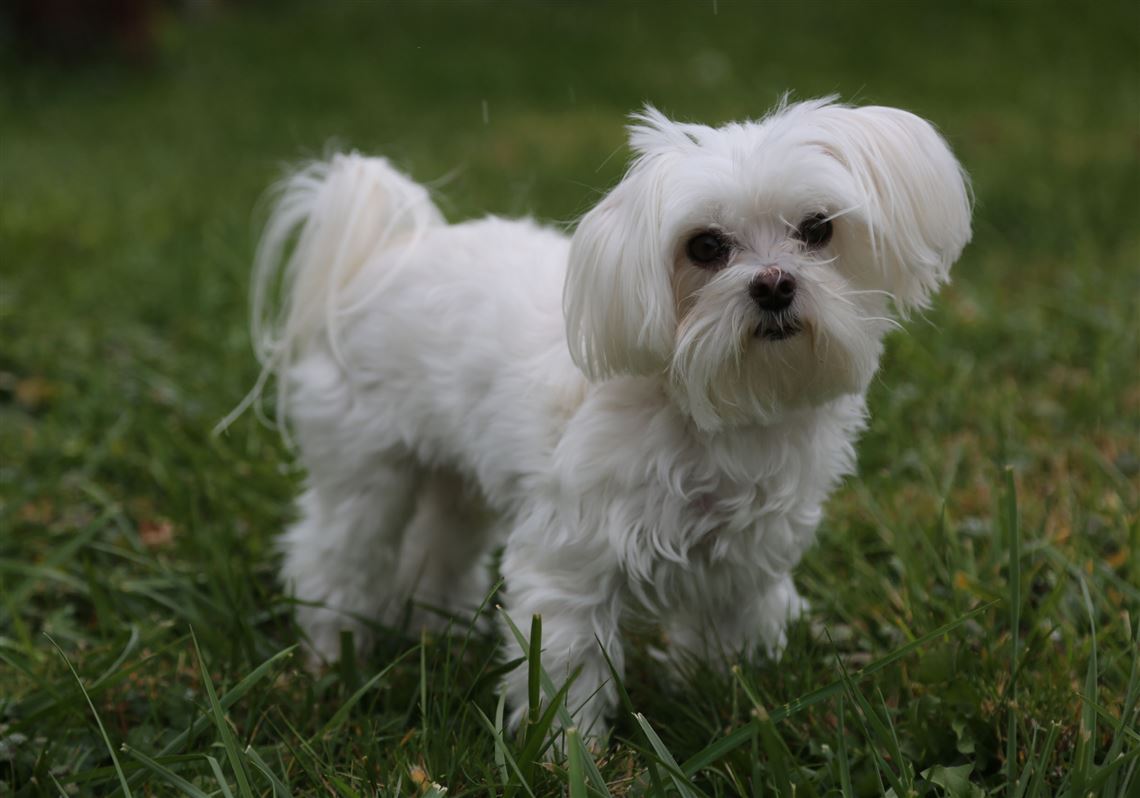 happy tails puppies puppy mill