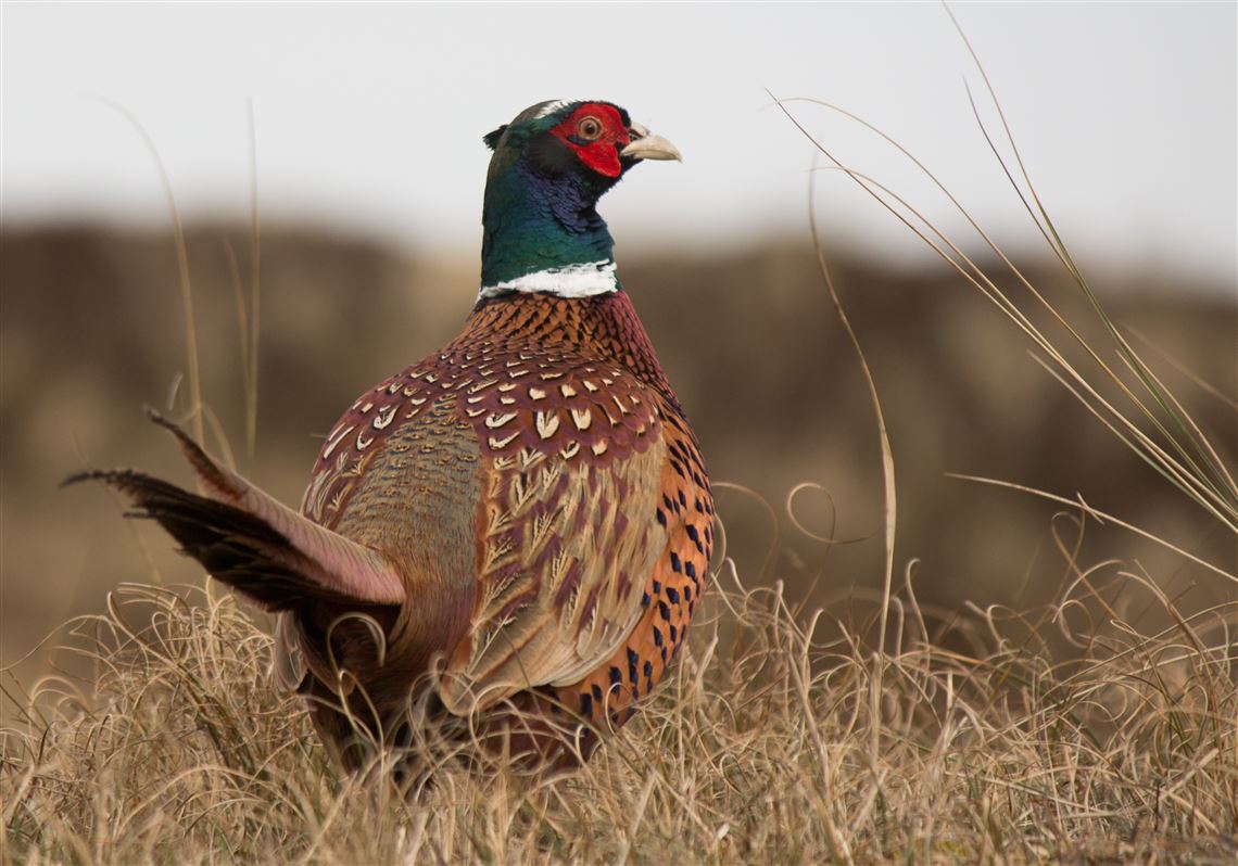 Pheasants are harder to hunt without canine assistance, but the flush ...