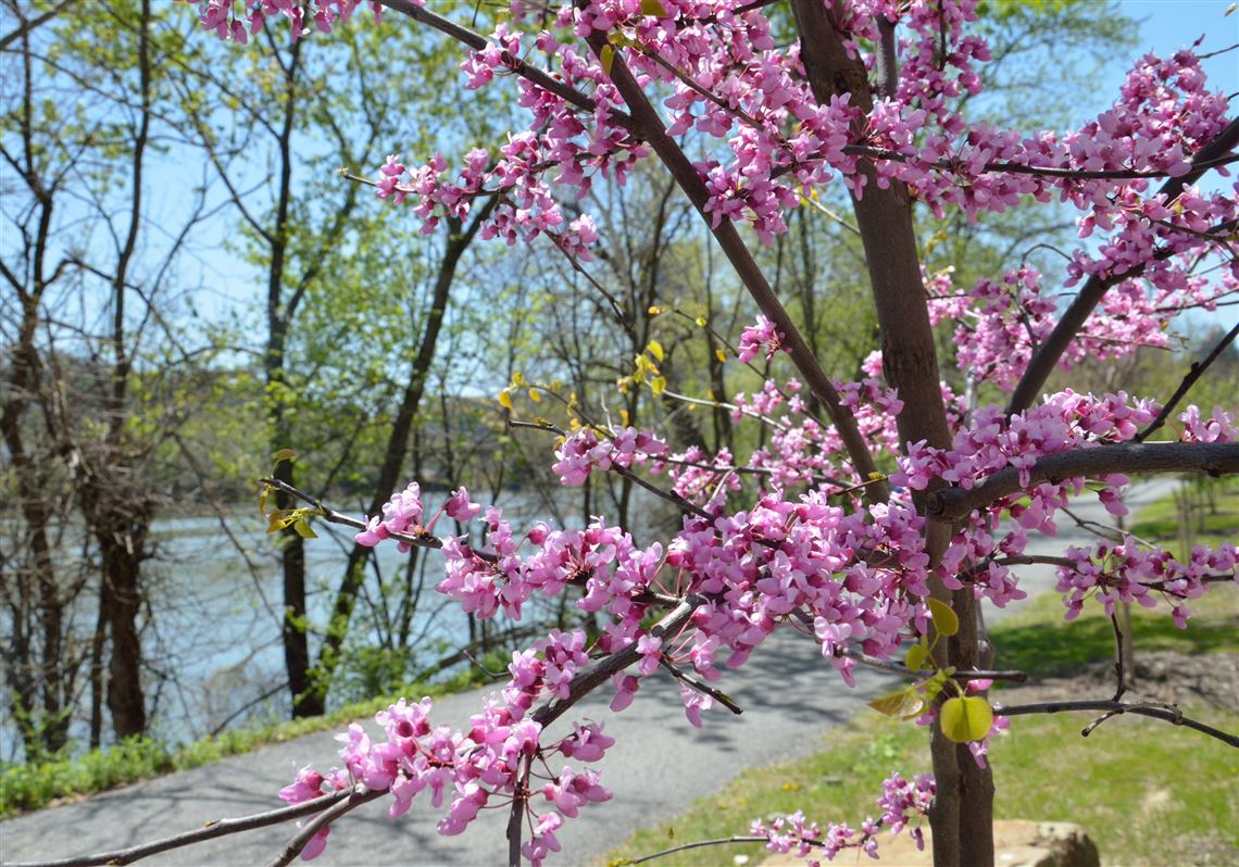 Warm, wet weather sets stage for seasonal allergies in Pittsburgh Pittsburgh PostGazette