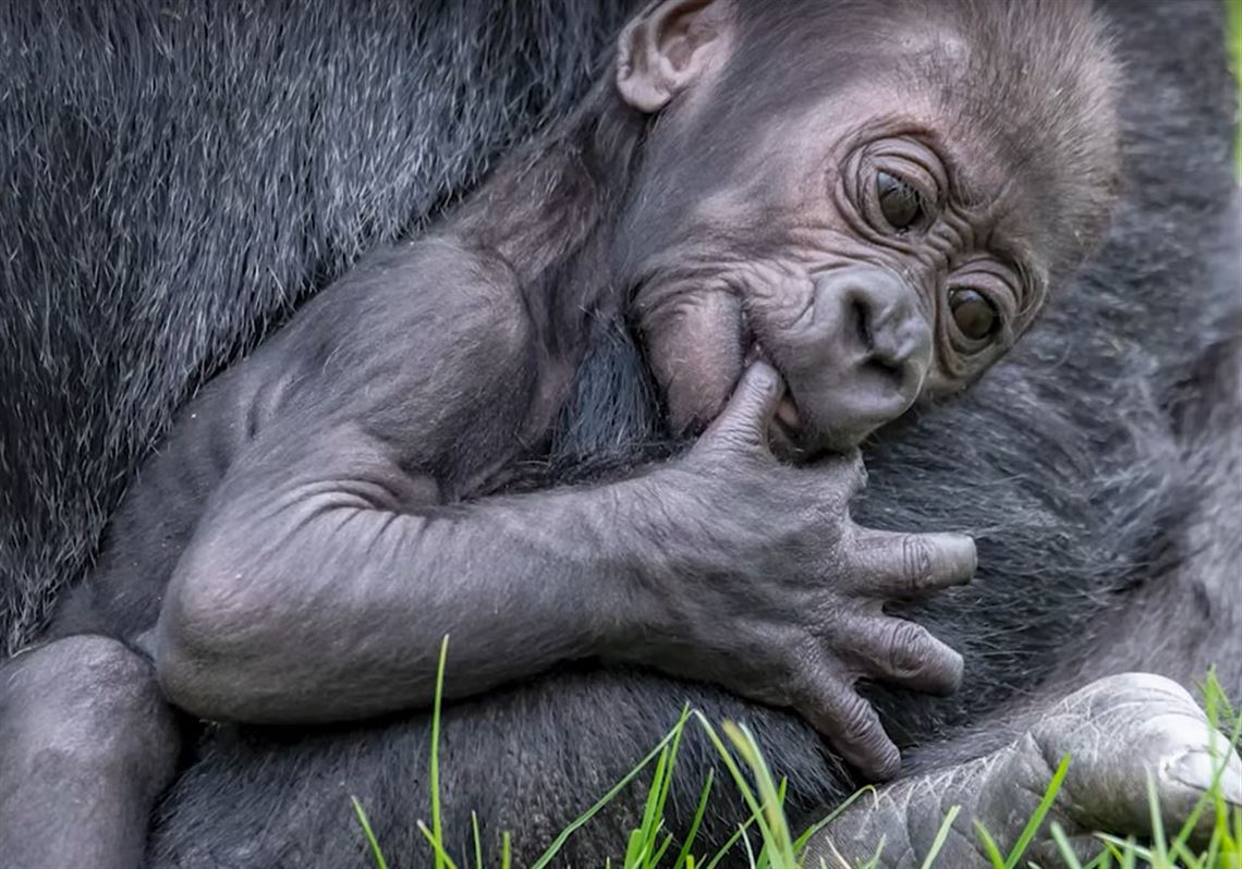 Pittsburgh Zoo names new baby gorilla | Pittsburgh Post-Gazette