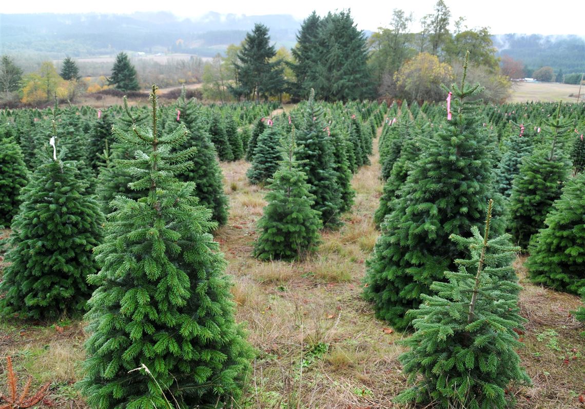 How to choose the best Christmas tree Pittsburgh PostGazette
