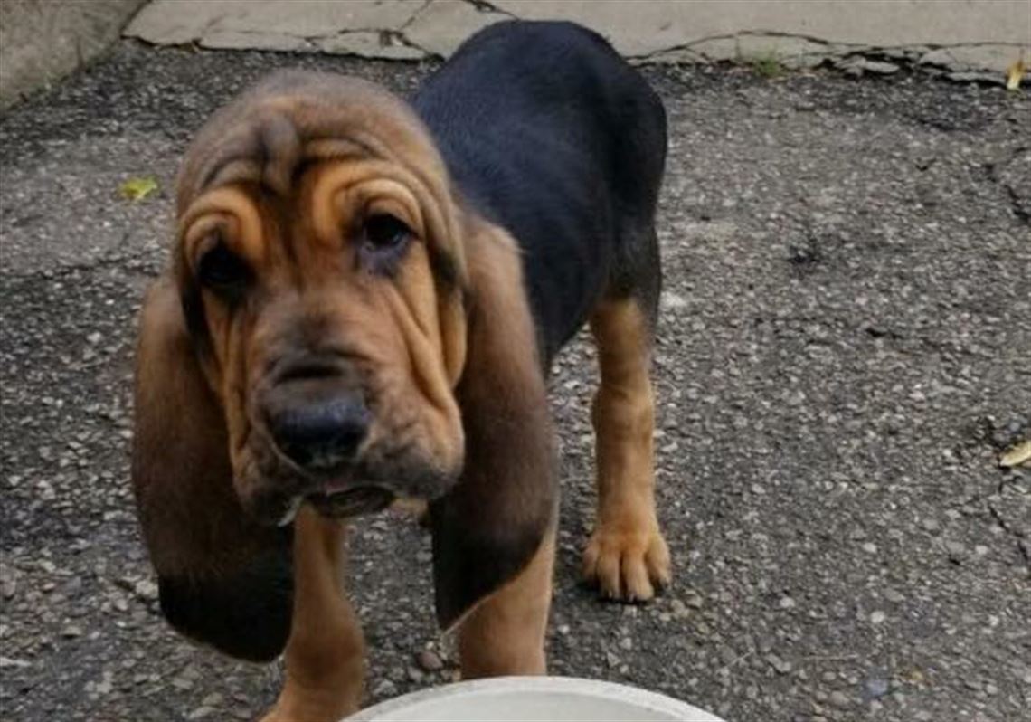 Buy Bloodhound Puppies In British Columbia Canada