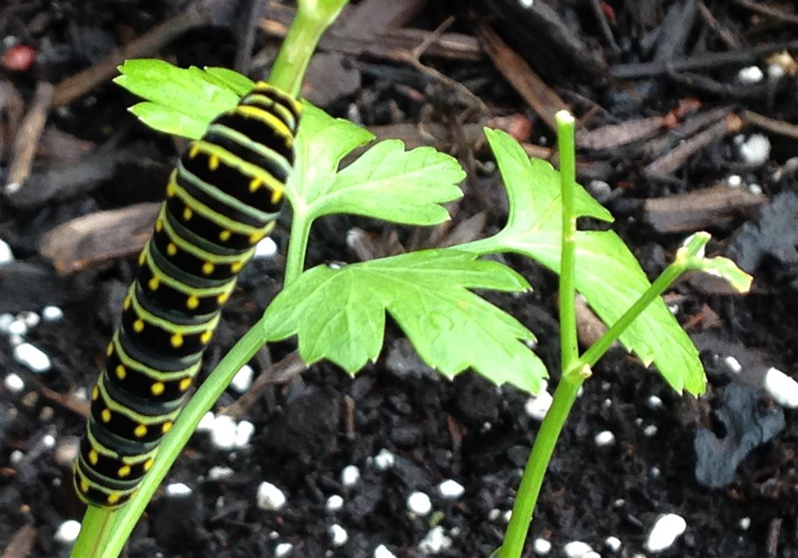 grow-parsley-for-flavor-and-swallowtail-butterflies-pittsburgh