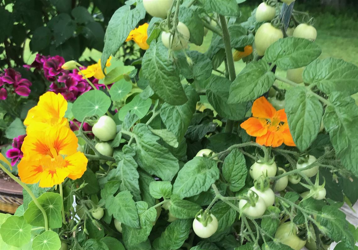 How To Grow Your Own Tomatoes Pittsburgh Post Gazette,Healthy Lunches For Kids