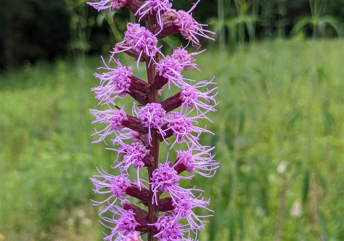 Prairie blazing star (Liatris pycnostachya) is a native perennial. 