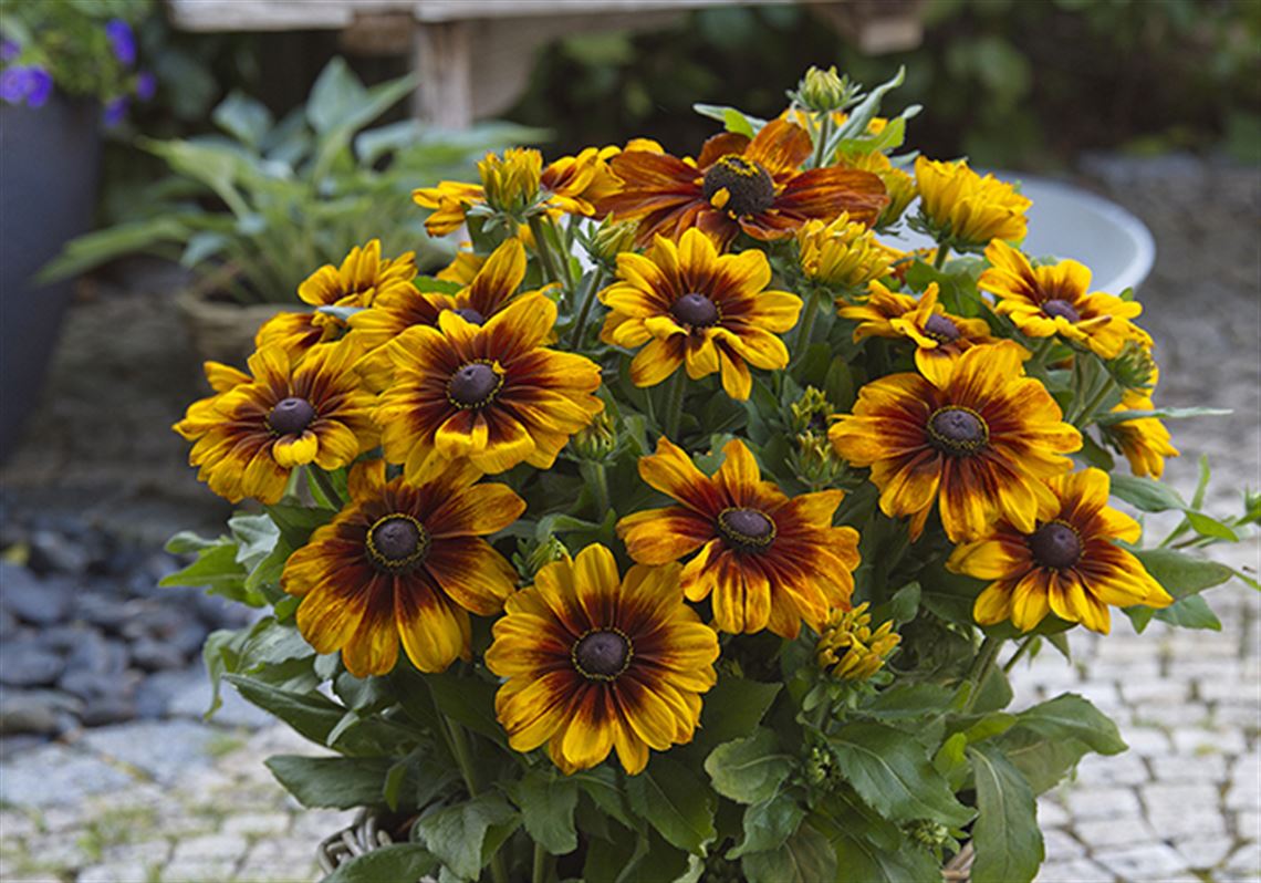 Want a colorful garden? Try these topperforming annuals next season