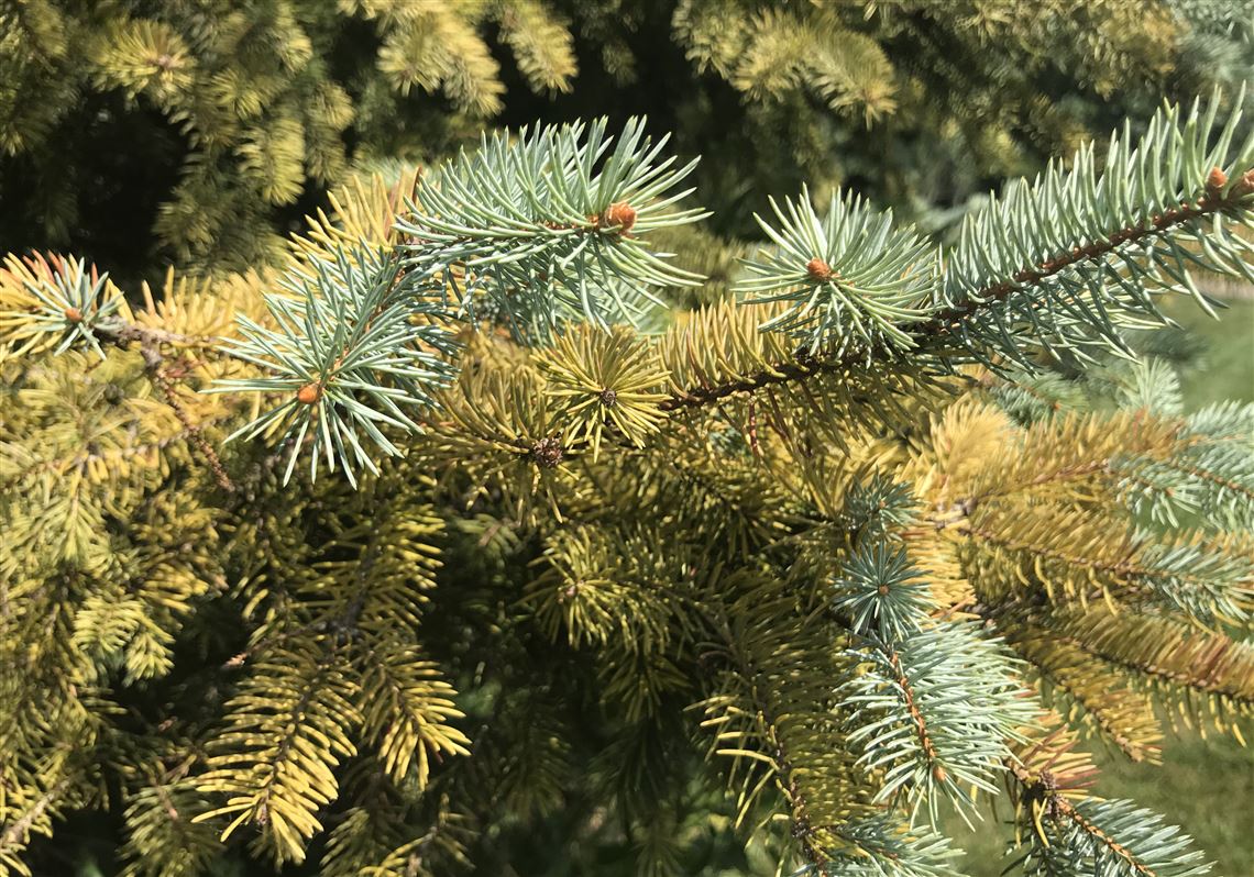 What's ailing local blue spruce trees?