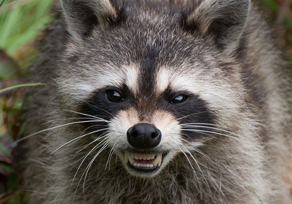 Rabid raccoon captured in Bethel Park | Pittsburgh Post-Gazette