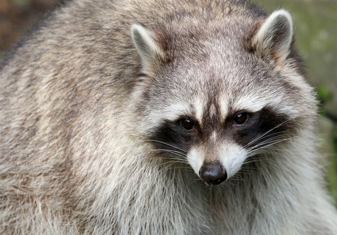 A raccoon rabies vaccine is being airdropped — again | Pittsburgh  Post-Gazette