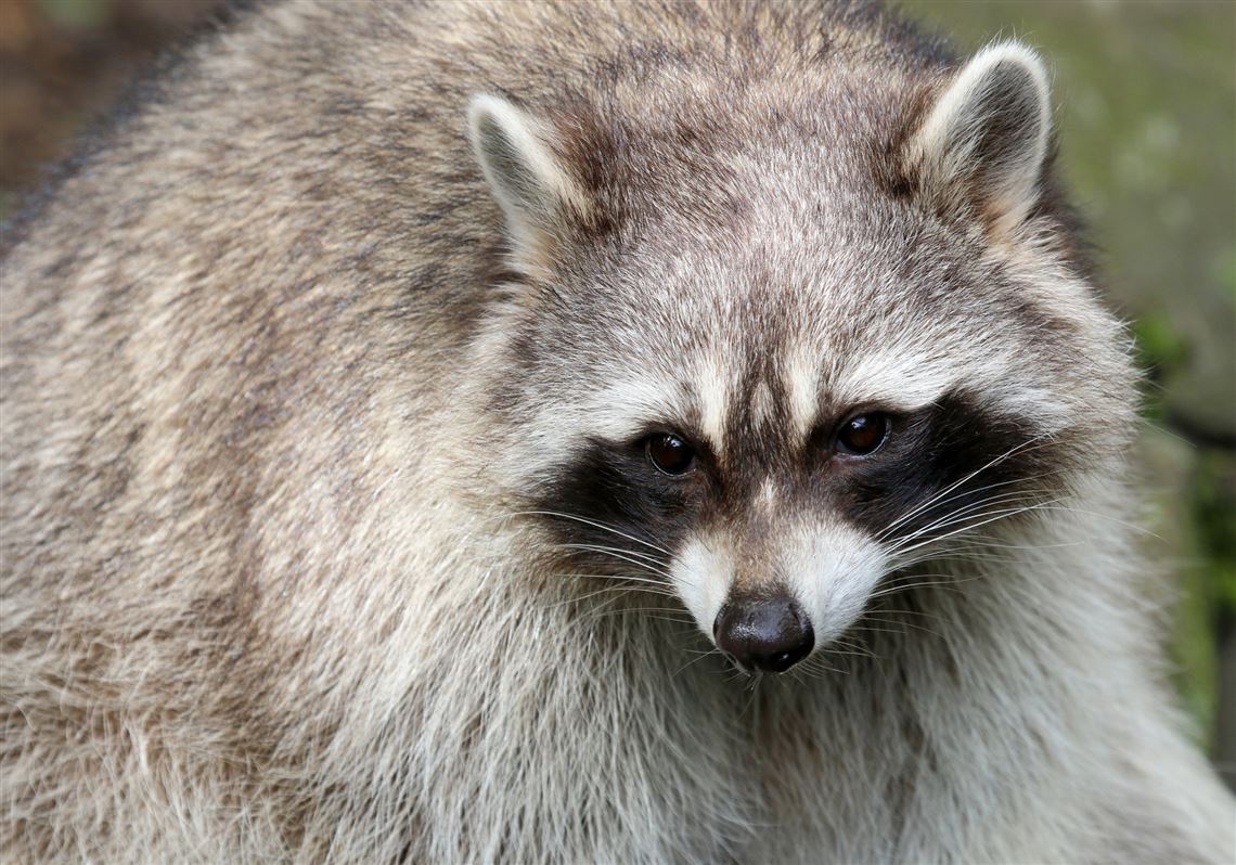 Rabid Raccoon Found In Mt Lebanon Pittsburgh Post Gazette 3038