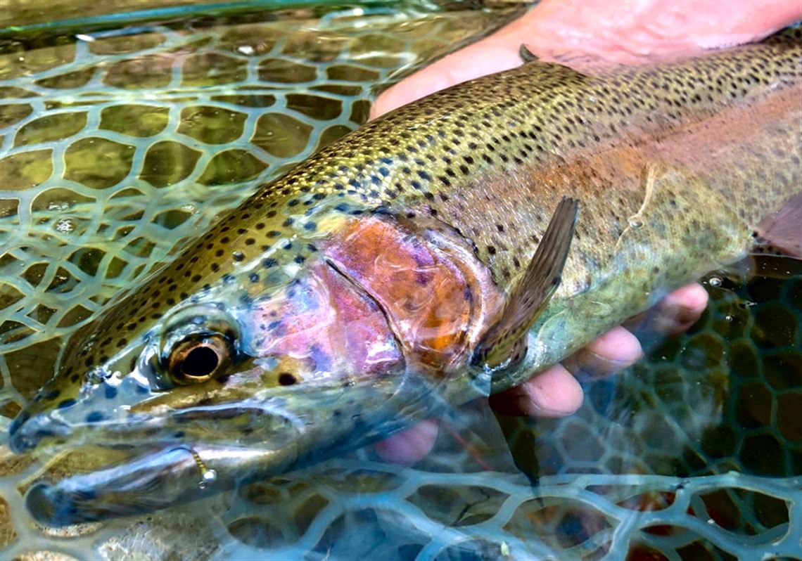 57 Fishing Creek - PA - Fishing the top 100 Trout Streams in