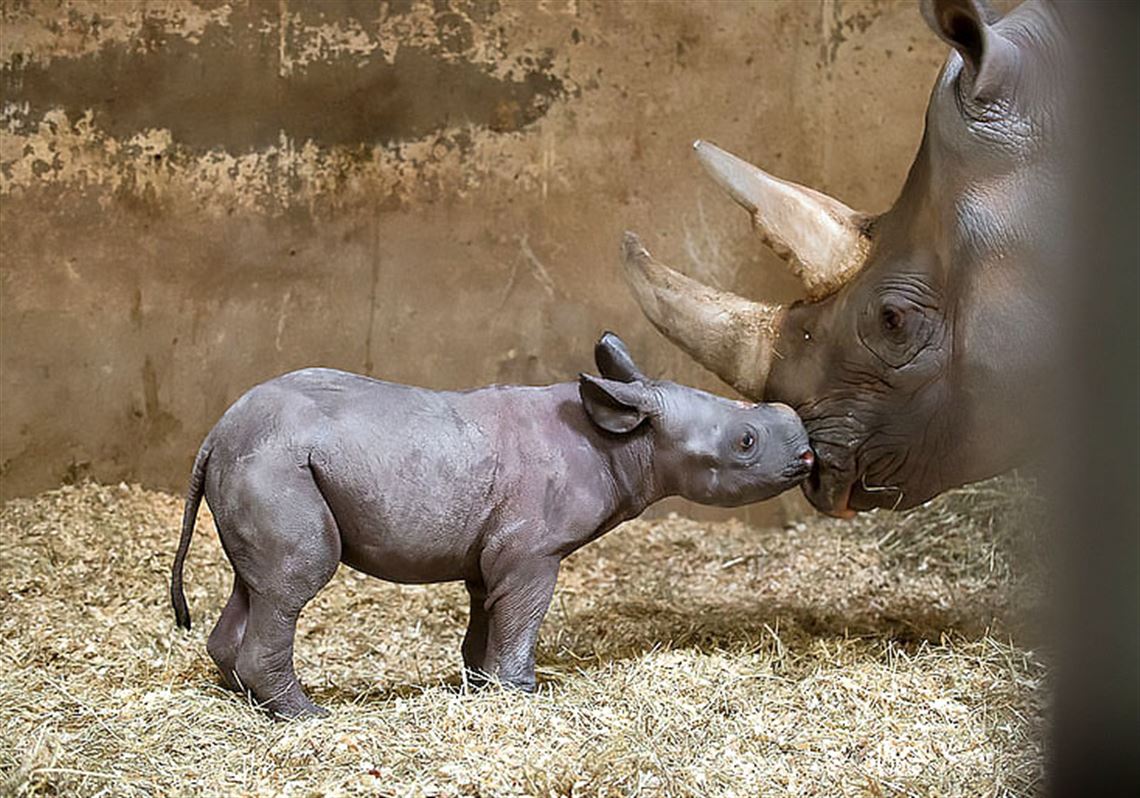 Black rhino gives birth at Pittsburgh Zoo | Pittsburgh Post-Gazette