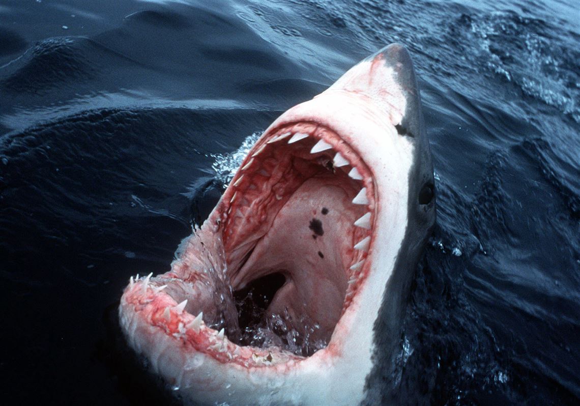 Gene Therapy: We delivered the bomb, and then the sharks came ...