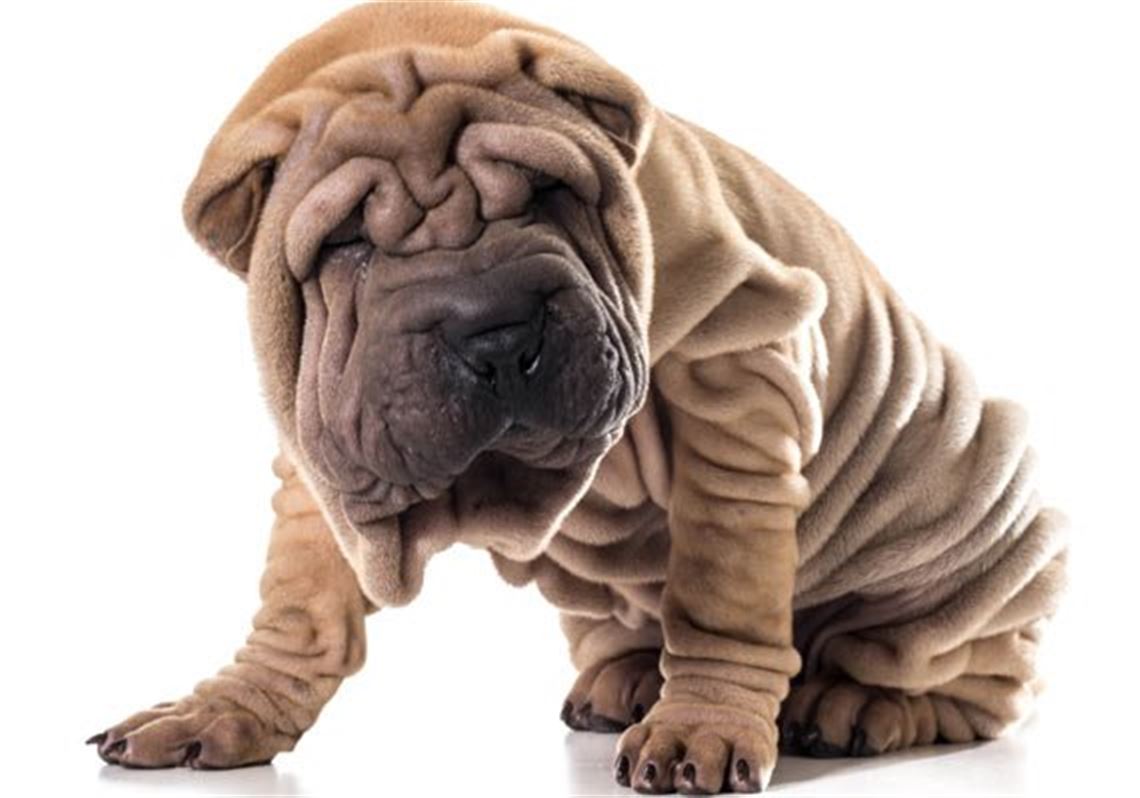 Shar-Peis Are a Genetic Nightmare | Pittsburgh Post-Gazette