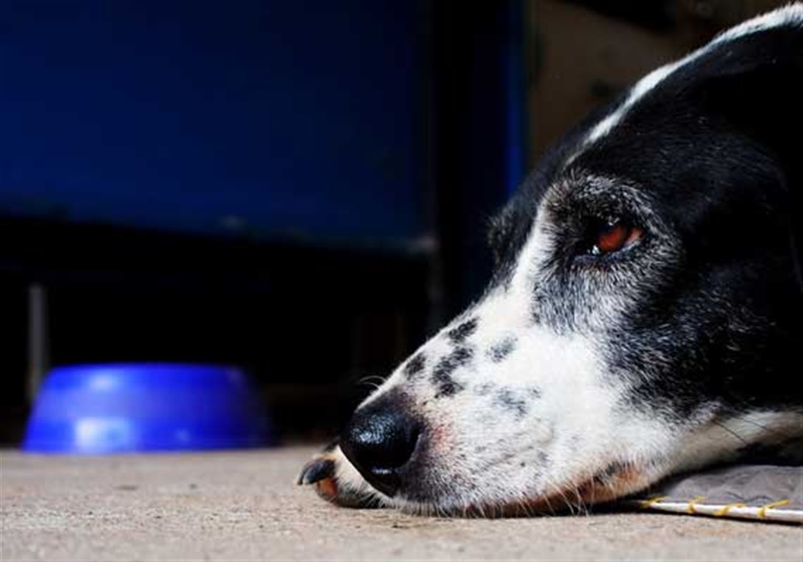What To Do When a Dog Stops Eating Pittsburgh PostGazette