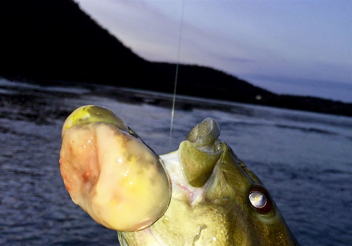 Study finds causes for mutant bass in Susquehanna River