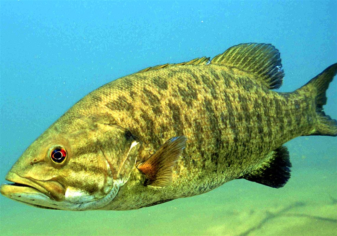 Anglers Asked To Stay Off Smallmouth Bass Nests In Lake Erie