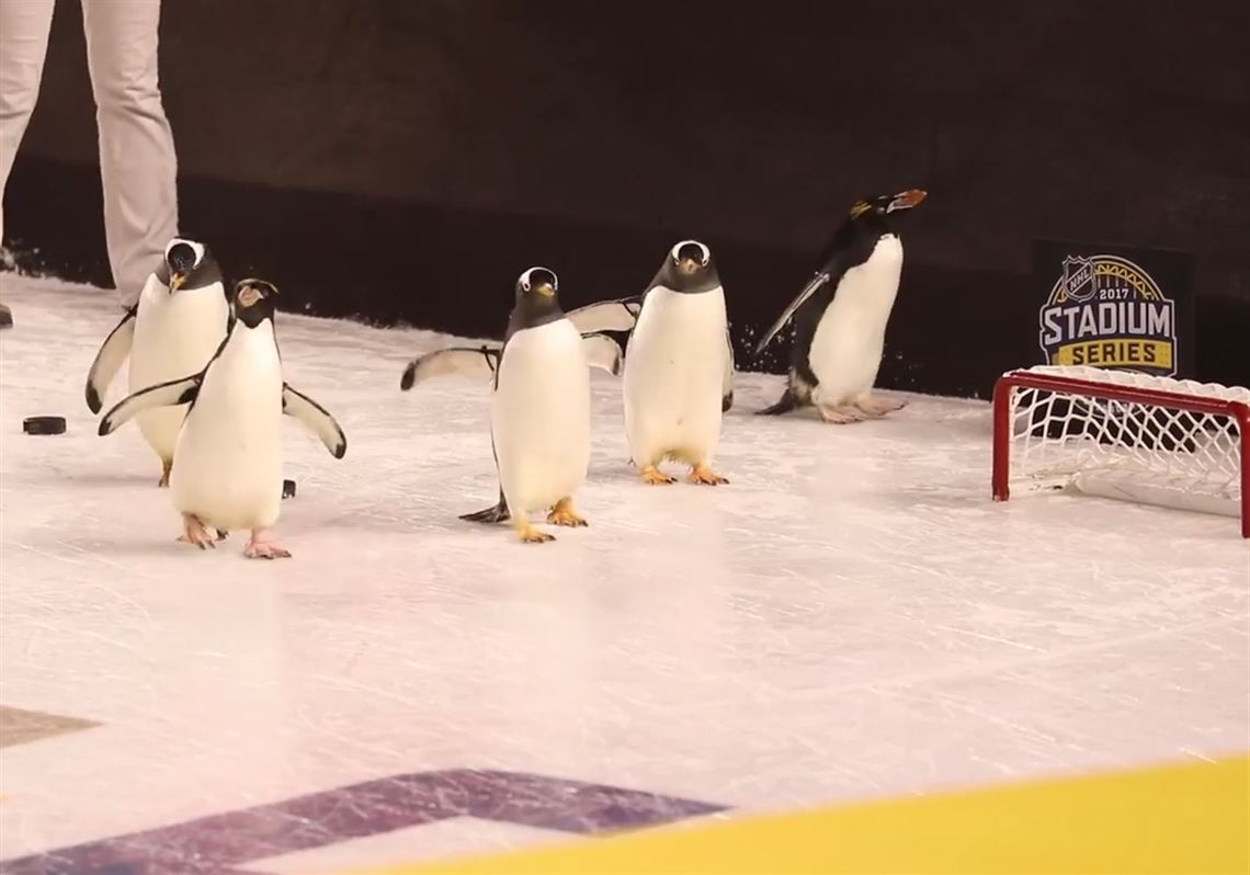 PETA criticizes NHL's use of penguins during Stadium Series game