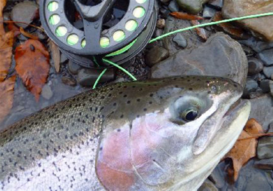In low winter water, catch steelhead with a dry fly and dropper