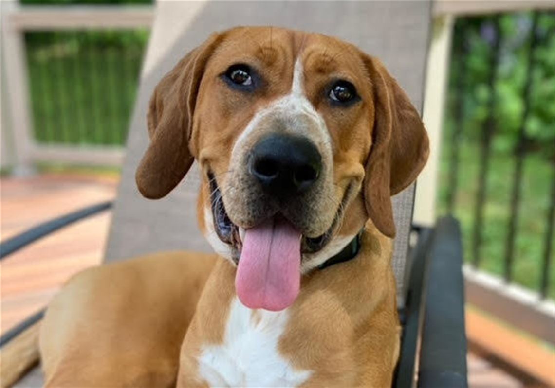 They called 'Stella!' and strangers helped find their lost dog