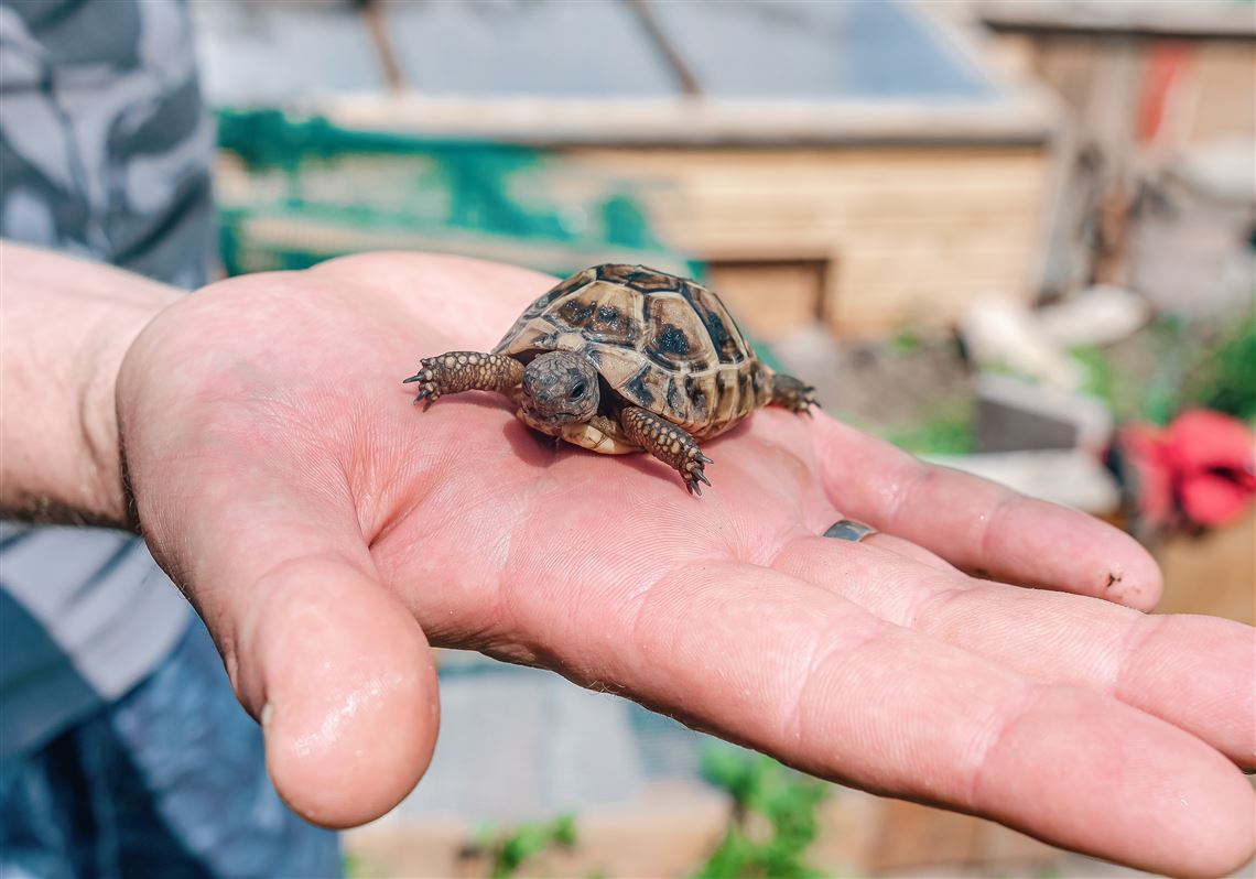 Salmonella Outbreaks Linked to Small Turtles