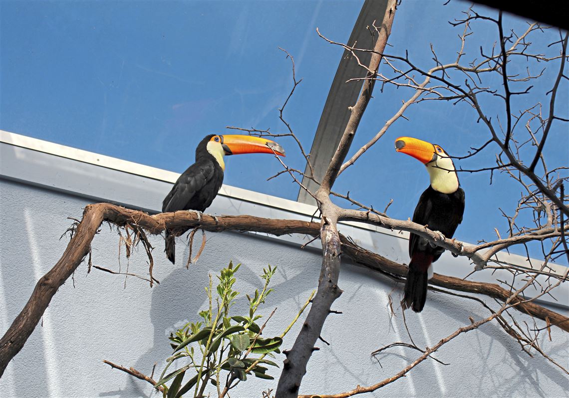 Two toucans are the latest arrivals at National Aviary