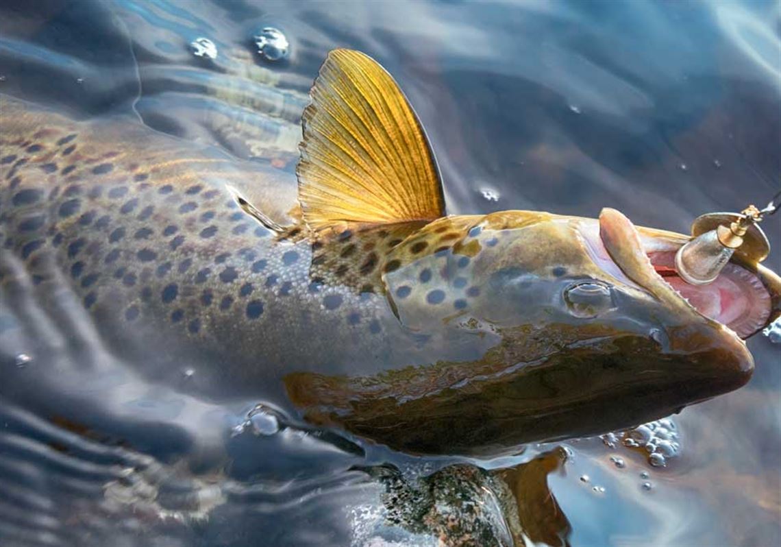 Fishing Report A wet opening day of trout season expected across most