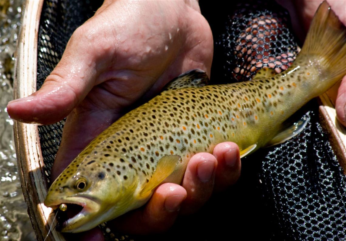 Hatchery trout stocked over wild trout in Centre County experiment