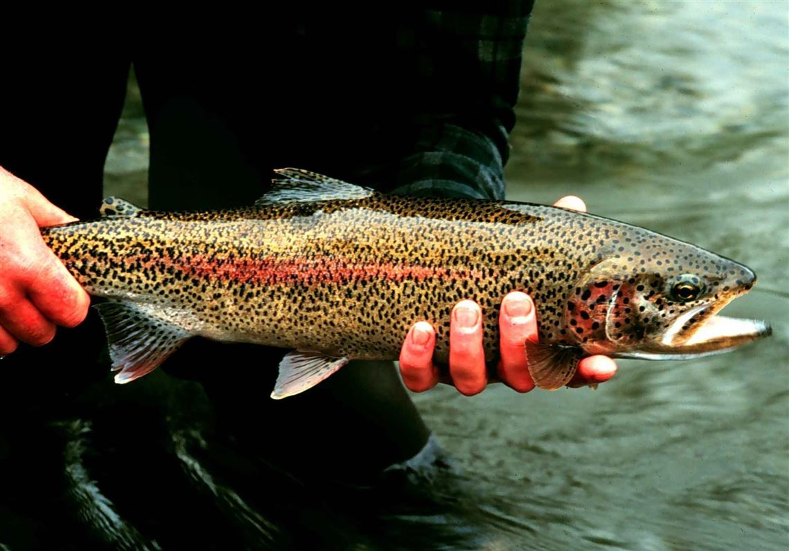 Trout Of North America The Complete Guide