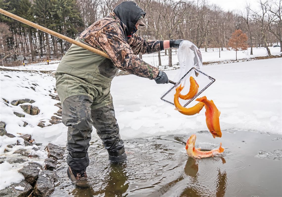 Trout stocking has begun two weeks early in regional waters | Pittsburgh Post-Gazette
