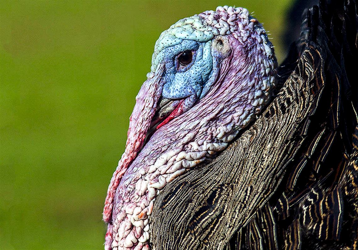 when-talking-turkey-say-the-right-thing-pittsburgh-post-gazette