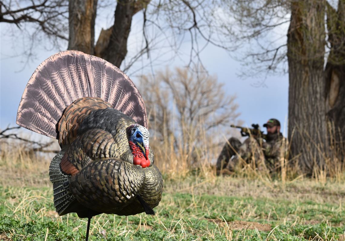 Setup Strategies Place Your Turkey Decoys In Patterns The Birds Will Understand Pittsburgh Post Gazette