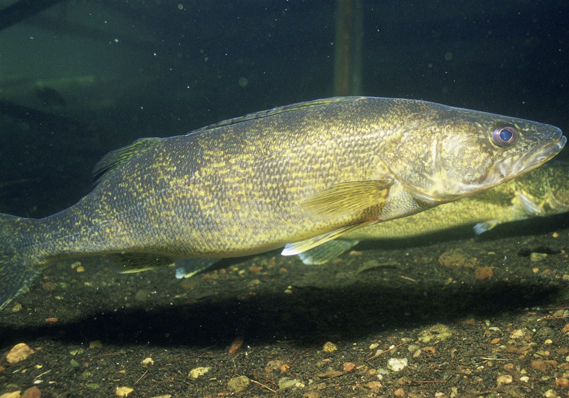 Fishing Report: Adolescent walleye population in Lake Erie drops ...